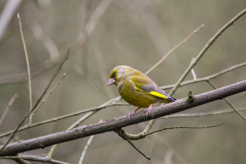 green finch