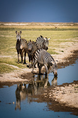 Zebras