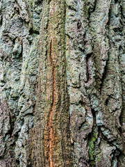 Nahaufnahme von Baumrinde als Hintergrund