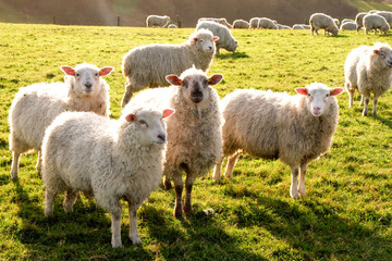 four sheep in a row in a field looking at the camera, in the distant are more sheep grazing in the...