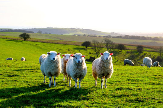 four sheep in a row in a field looking at the camera
