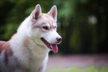 Red husky dog in the park