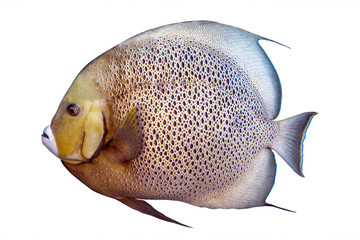 Tropical coral fish Grey Angelfish isolated on white background