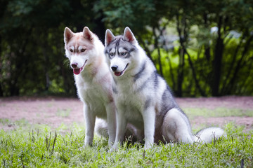 Red and gray husky dogs sit on the grass