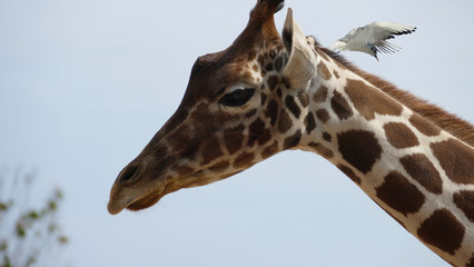 Ritratto di una giraffa con gabbiano in volo