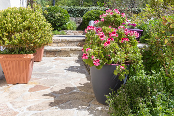 Planter with pink geranium flowers and box tree in a garden during spring