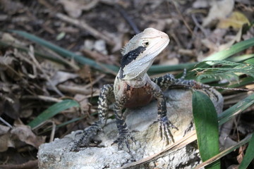 Australian water dragon