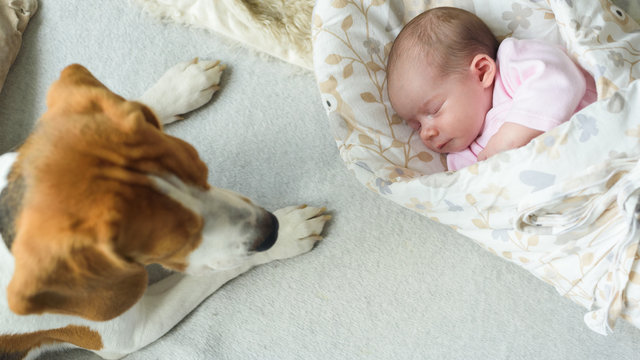 Sleeping Newborn Baby With Beagle Dog Next To Her. Cute Little Girl One Week Old. Adorable Lying On Side Covered With Blanket. No Retouch, Newborn Dry Skin.