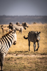 Obraz na płótnie Canvas Herd of Zebras