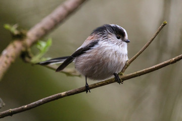 long tailed tit