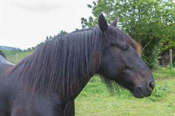Head of a black merens horse in a field