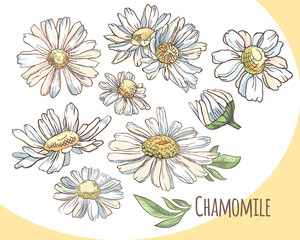 Set of white camomile. Collection of summer flowers. Vector illustration