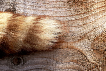 Ein Fuchsschwanz auf einem Holzuntergrund. Der Schwanz eines Tieres