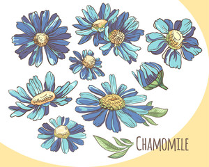 Set of blue camomile. Collection of summer flowers. Vector illustration