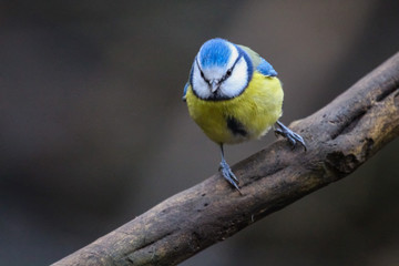 bluetit