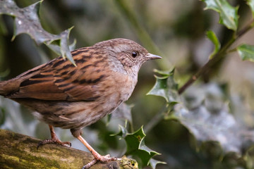 dunnock
