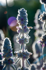 flowers of Stachys byzantina