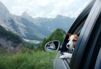 Ride with a dog in the car. Traveling with a pet. Jack Russell Terrier at the wheel. Adventure in...