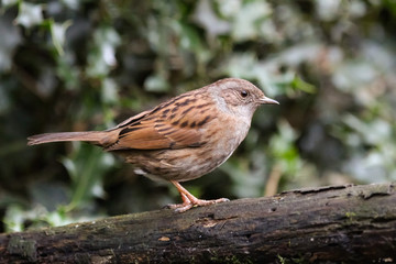 dunnock