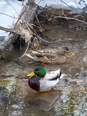 Ducks in winter