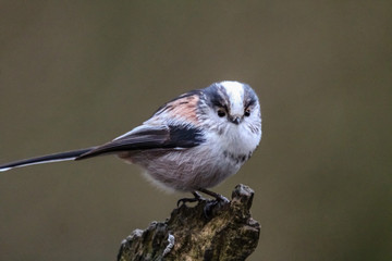 long tailed tit