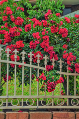 Fototapeta na wymiar A bush of red roses growing near a beautiful fence.