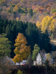 Obraz premium autumn in the country
