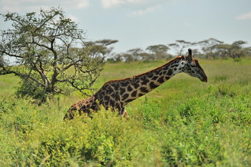 Fauna of the Serengeti park in Tanzania.