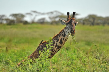 Fauna of the Serengeti park in Tanzania.