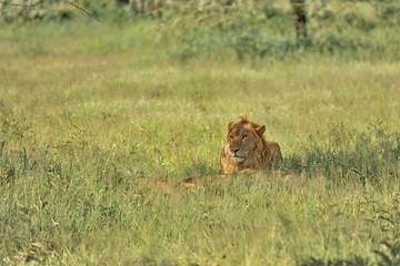Naklejka premium Fauna of the Serengeti park in Tanzania.