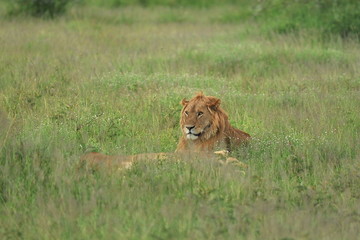 Fauna of the Serengeti park in Tanzania.