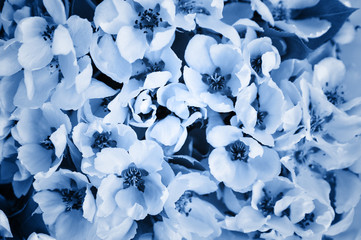 Delicate spring flowers toned in the main trend color of the year 2020 classic blue.