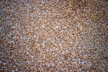 Many shells lie on all over the soil. It's on a seashell island in Senegal, Africa. It is a natural background in a natural environment.