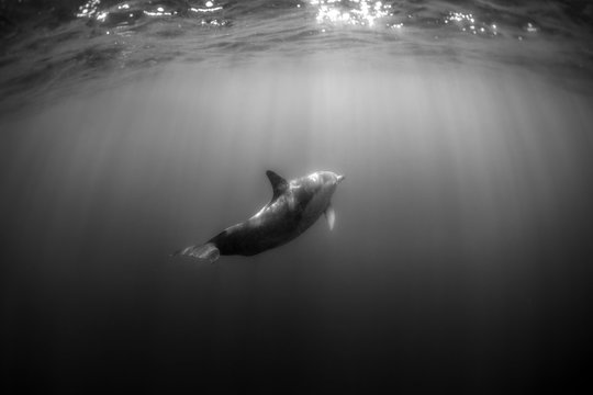 Black and white photo of a wild Dolphins, Australia
