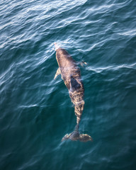 Fototapeta premium Dolphins in the wave, Australia