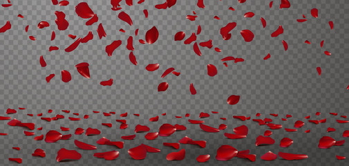 Falling red rose petals seasonal confetti, blossom elements flying isolated. Abstract floral background with beauty roses petal. design for greeting cards on March 8, Women Day, Valentine's Day. - obrazy, fototapety, plakaty