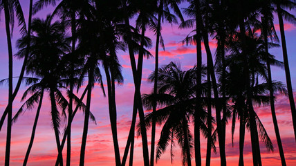 Palm trees and colorful sky