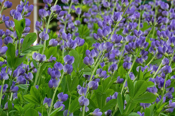 Baptisia australis, commonly known as blue wild indigo or blue false indigo on a cloudy day in the garden. It is a flowering plant in the family Fabaceae and is toxic. - obrazy, fototapety, plakaty