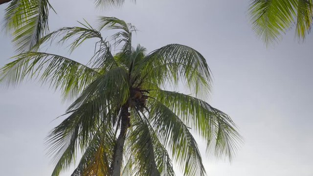 Coconut tree blowing in the breeze in tropical climate with hazy sky behind
