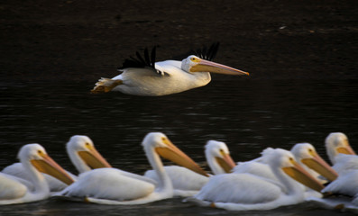 White Pelican on migration at Weiss Lake Alabama