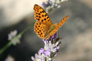 Obraz premium farfalla