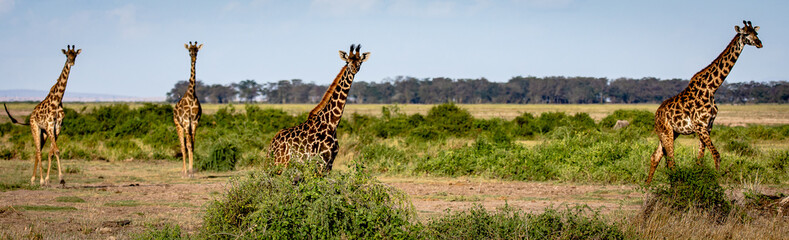 giraffe in kenya