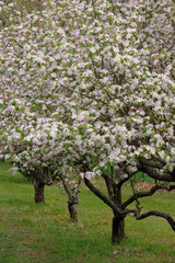 Fototapeta na wymiar arbres fruitiers au printemps