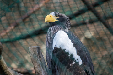 Closeup of an eagle's head with a yellow beak