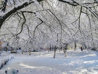 Winter Yard and Trees Covered with Snow. Fairytale Landscape