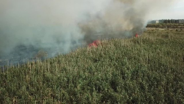 Flames destroy vegetation, lots of smoke