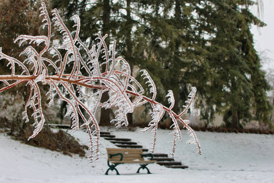 Frozen Tree Branch In Edwards Gardens, Toronto, Canada