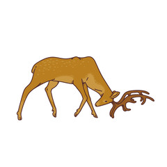 Wild deer male buck with branched horns attack butt view profile vector outline sketch illustration isolated on white background.