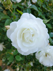 White Rose