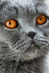 Cat Lilac coloured adult Scottish Fold orange eyes and forward-folded ears